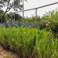 Por decreto, prefeito destina áreas para criação do Jardim Botânico de Palmas; Veja quais! 