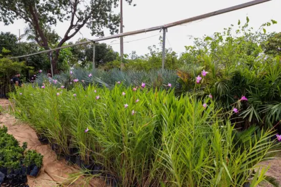 Por decreto, prefeito destina áreas para criação do Jardim Botânico de Palmas; Veja quais! 