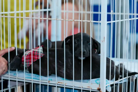 Palmas realiza nova edição do ArraiAU com cães e gatos prontos para adoção