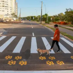 Palmas inova e lança projeto PataDestre com faixa exclusiva para travessia de animais de estimação