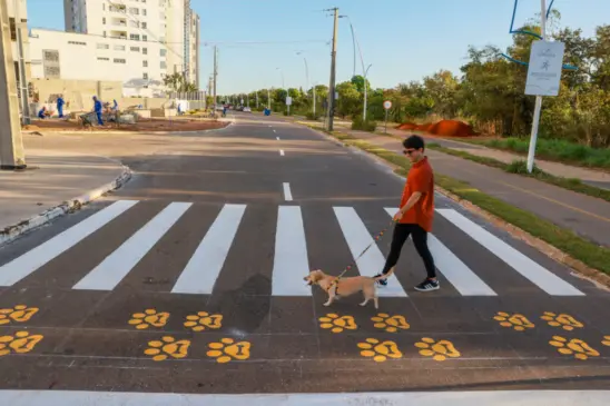 Palmas inova e lança projeto PataDestre com faixa exclusiva para travessia de animais de estimação