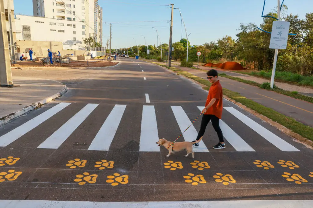 Palmas inova e lança projeto PataDestre com faixa exclusiva para travessia de animais de estimação