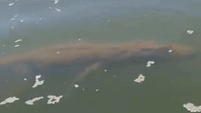 Jacaré de cerca de 5 metros é flagrado por pescadores no Rio Araguaia entre TO e PA; VÍDEO