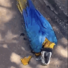 Arara morre eletrocutada em quadra de Palmas; companheira sobrevoa local em desespero após tragédia; VÍDEOS