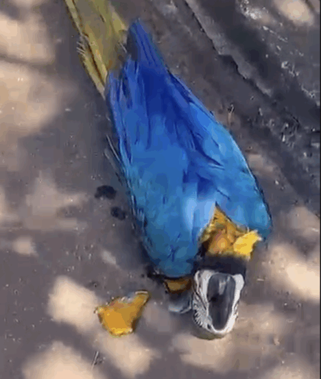 Arara morre eletrocutada em quadra de Palmas; companheira sobrevoa local em desespero após tragédia; VÍDEOS