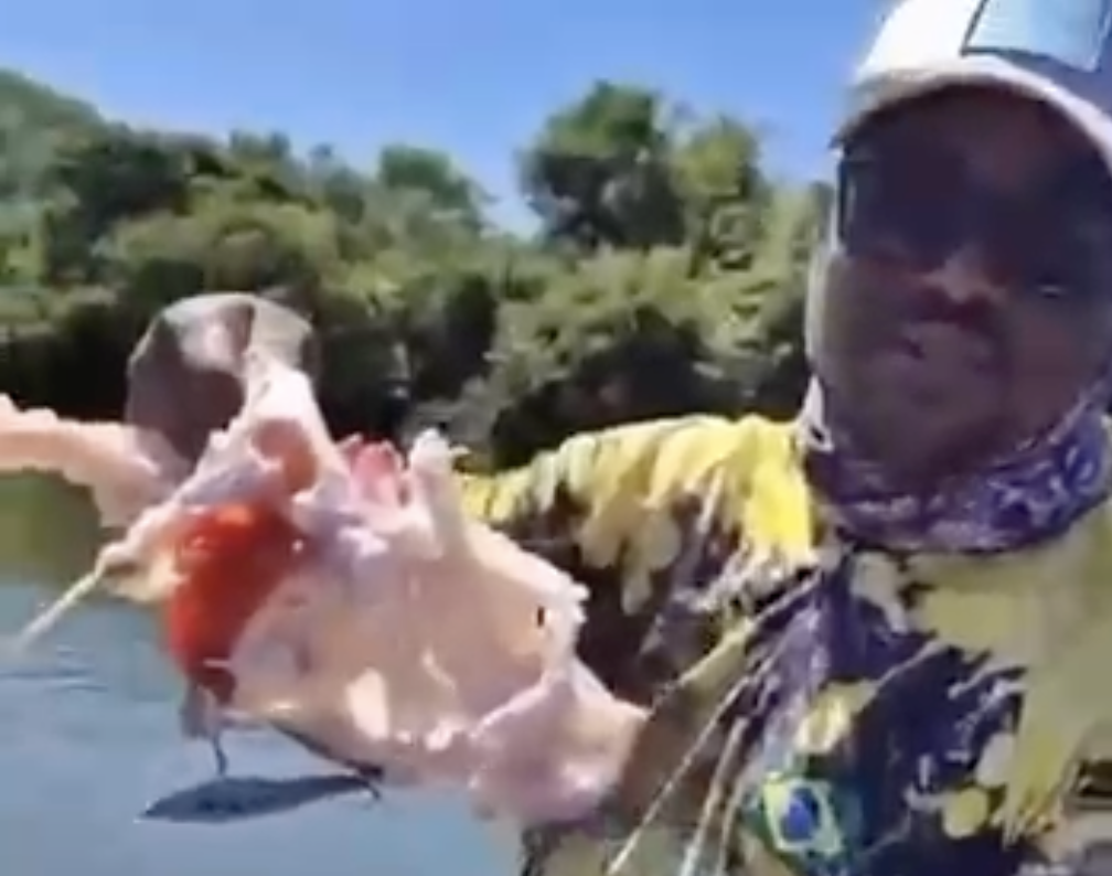 Pescador viu peixe ser devorado por piranhas em Lagoa da Confusão — Foto: Aurileia Gomes de Andrade dos Santos