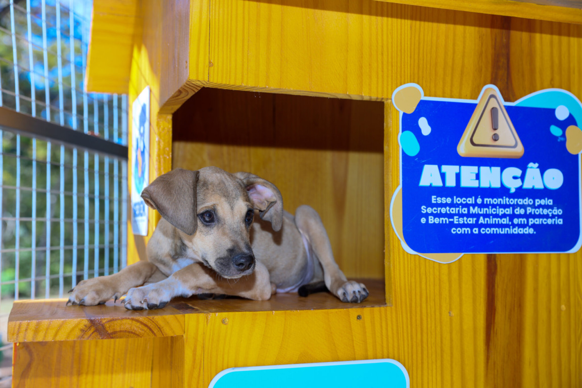 Filhote acolhido pela Sebem será um dos disponíveis para adoção na feirinha da Prefeitura de Palmas, neste sábado, 26 – Foto: Regiane Rocha