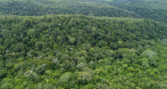 Governo do Tocantins registra redução de 20,7% no desmatamento do primeiro semestre em 2025, do total somente 21% ocorreram em área não autorizada e a meta é desmatamento ilegal zero até 2030 - Foto:  Foto Fernando Alves/Governo do Tocantins