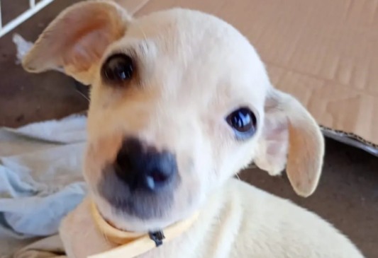 Feijoada solidária em Palmas arrecadará fundos para o Instituto Amiguinhos de 4 Patas