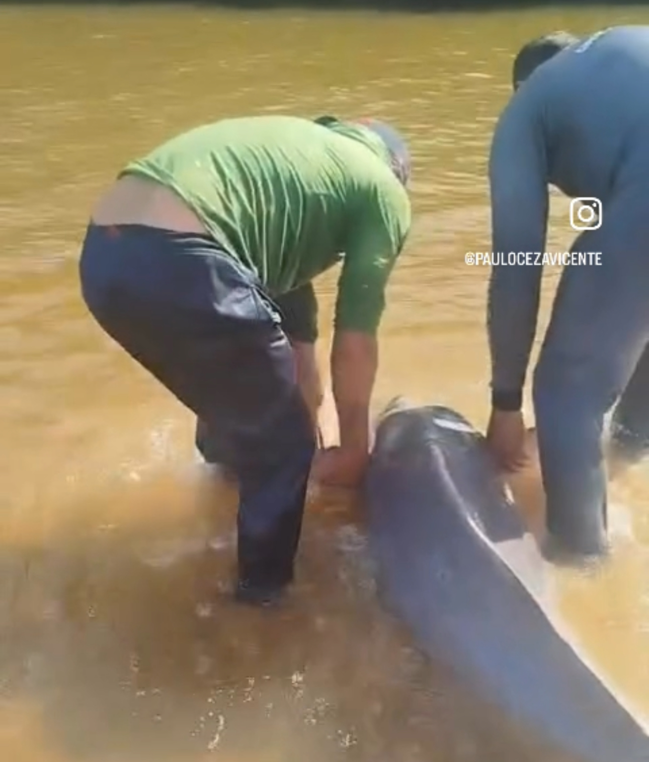 Vídeo mostra pescadores salvando boto encalhado em praia de Pium - Foto: Reprodução 