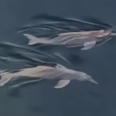 Encanto nas águas do Tocantins: casal de botos é flagrado nadando próximo à ponte; VÍDEO