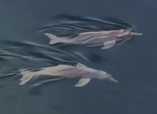 Encanto nas águas do Tocantins: casal de botos é flagrado nadando próximo à ponte; VÍDEO