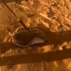Vídeo de arraia capturada e descartada em praia de Palmas gera polêmica nas redes sociais