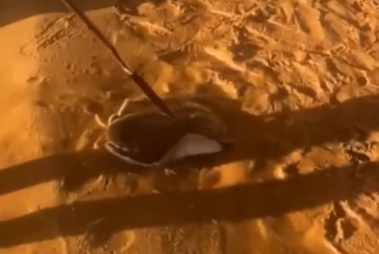 Vídeo de arraia capturada e descartada em praia de Palmas gera polêmica nas redes sociais