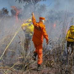 Com redução no desmatamento e ações preventivas contra o fogo, Tocantins aposta no JREDD+ para proteger o Cerrado e fortalecer comunidades tradicionais com justiça climática e uso sustentável dos recursos naturais - Foto:  Luiz Henrique Machado/Governo do Tocantins