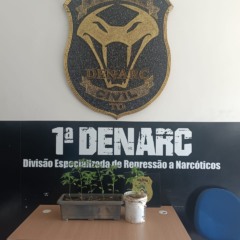 Seis mudas foram encontradas no local e recolhidas para perícia - Divulgação PC/TO 