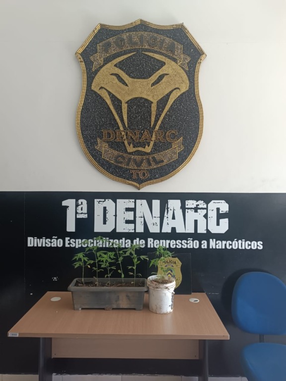 Seis mudas foram encontradas no local e recolhidas para perícia - Divulgação PC/TO 