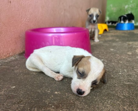 Período de férias aumenta casos de abandono de animais domésticos