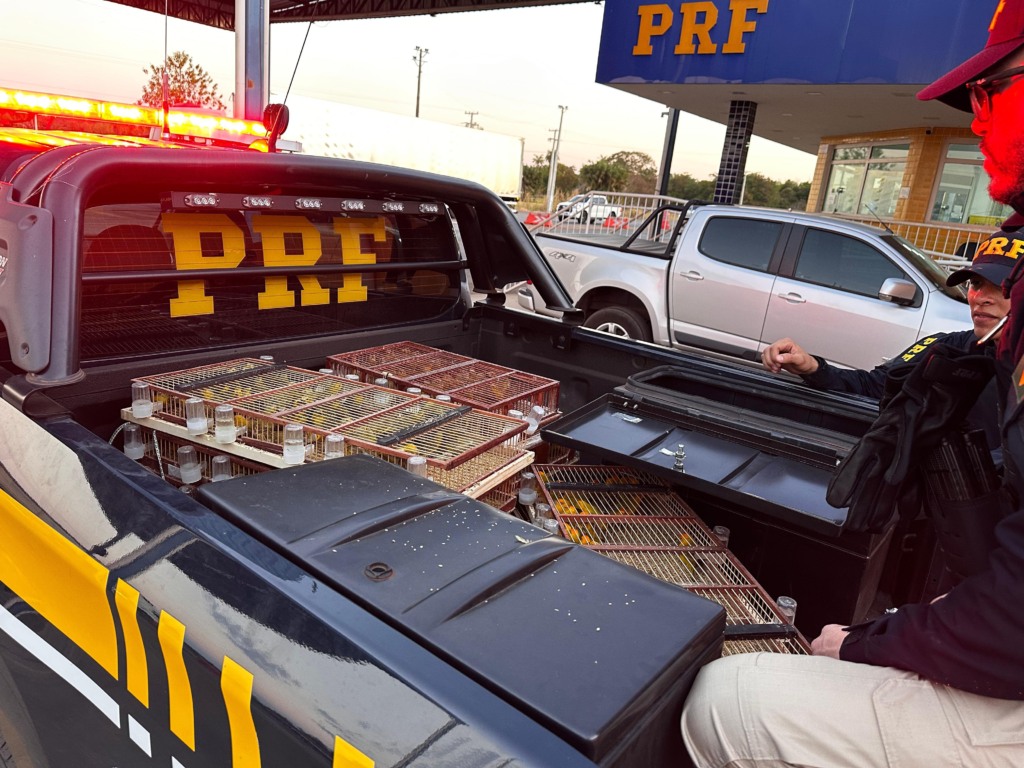 Cerca de 400 canários são resgatados de dentro de porta-malas em carro que seguia para SP