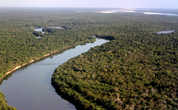 Floresta do Parque Estadual do Cantão - Foto: Fernando Alves/Governo do Tocantins
