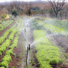 Foto: Danillo França/ MDS