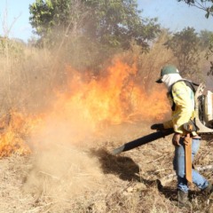 Brigadista do Naturatins durante manejo do fogo em Unidade de Conservação 