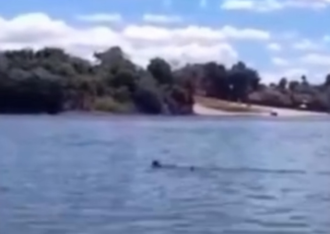 Onça negra é flagrada atravessando rio entre cidades do TO e surpreende; VÍDEO