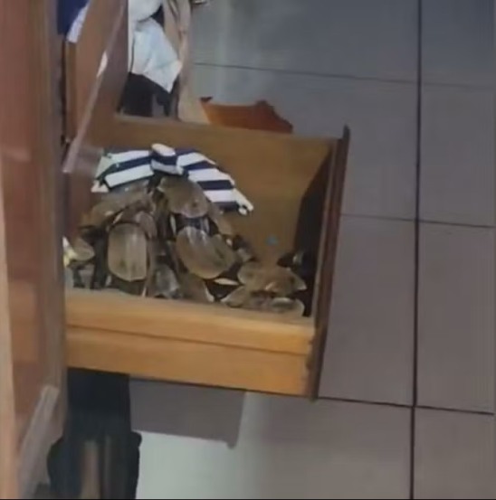 Cobra em gaveta de guarda-roupa, em Araguaína — Foto: Neto Tavares/Arquivo pessoal
