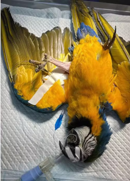 Arara-canindé vítima de atropelamento recebe prótese em cirurgia inédita no Tocantins