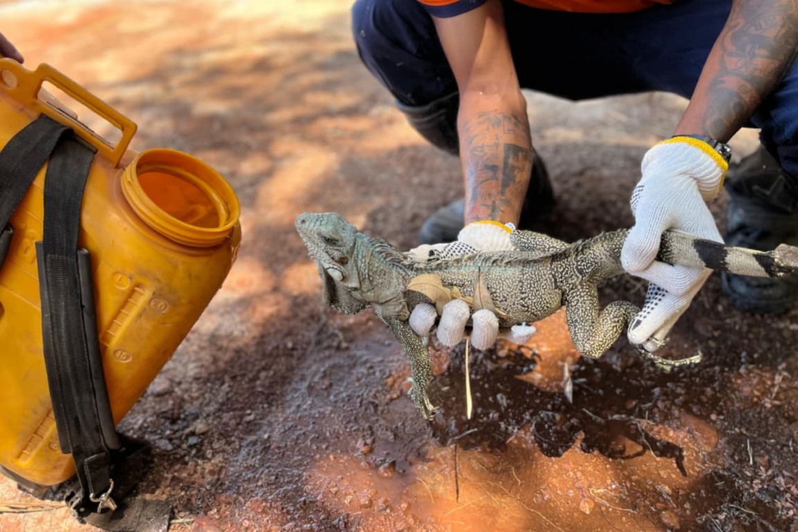 O camaleão recebeu cuidados e doi devolvido ao seu habitat natural - Foto: Divulgação Defesa Civil
