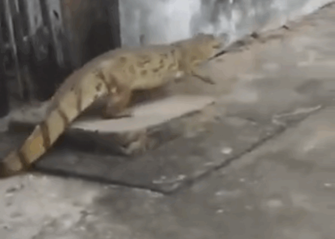 Jacaré é flagrado passeando na calçada no Bico do Papagaio e surpreende internautas; VÍDEO Jacaré é flagrado passeando na calçada no Bico do Papagaio e surpreende internautas; VÍDEO
