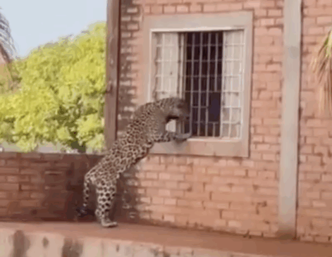 Onça-pintada tenta invadir casa em fazenda e surpreende moradores; VÍDEO