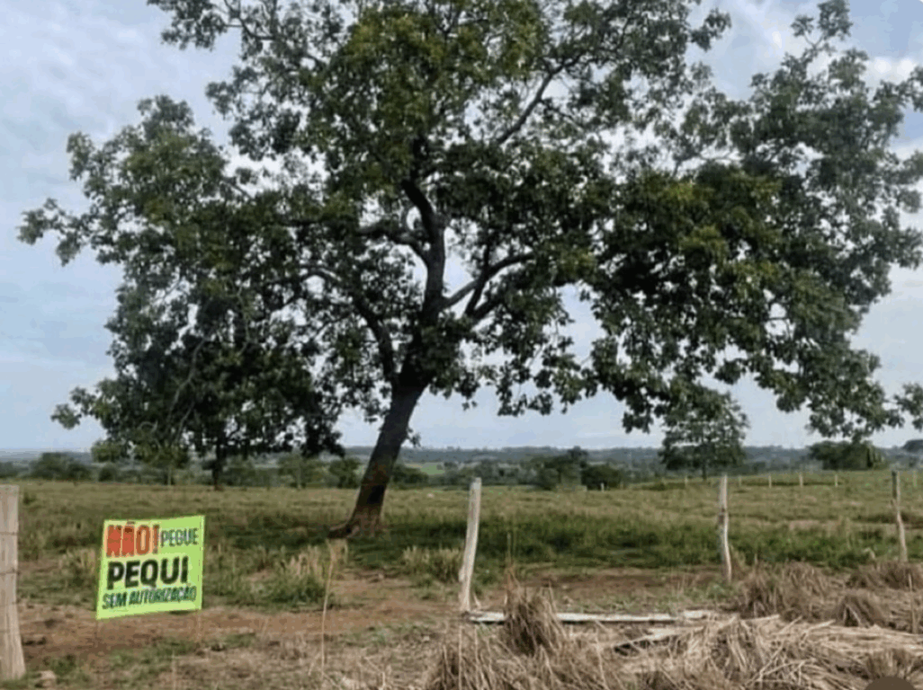 Placa sobre pegar pequi “sem autorização” viraliza e diverte internautas no Tocantins