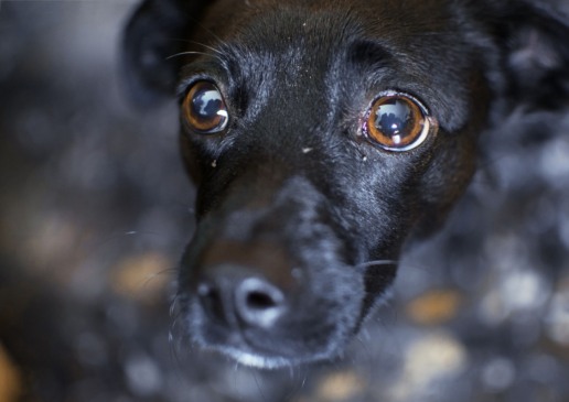 Inscrições abertas para seleção de representantes do Conselho Municipal de Proteção Animal na capital
