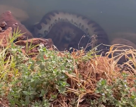 “Olha o tamanho da bichona!”: vídeo de sucuri em fazenda de Caseara assusta e diverte internautas