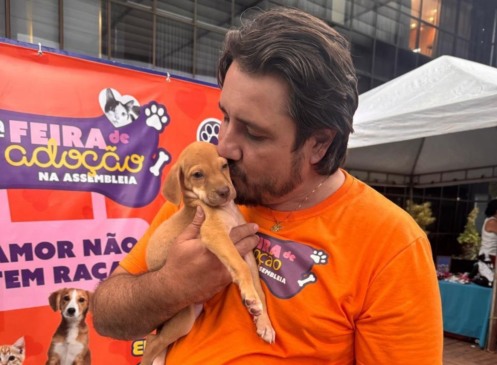 Tocantins tem lei que garante direito de alimentar animais de rua