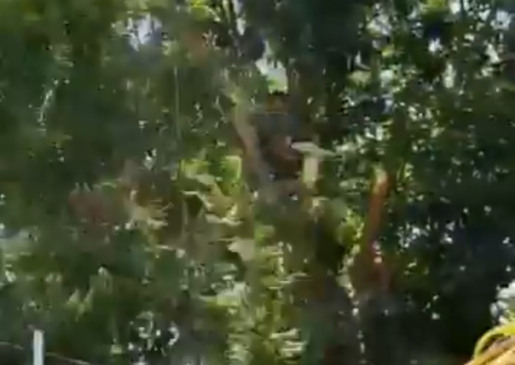 Duro na queda: tocantinense despenca de mangueira e não sofre um arranhão; VÍDEO