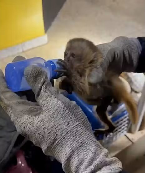 Macacos-prego foram resgatados em situação de maus-tratos — Foto: Divulgação/PRF