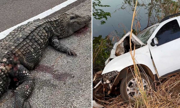 Após colidir com o animal, o veículo saiu da pista e bateu contra uma árvore / Foto: Montagem | Reprodução
