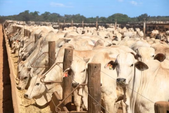 Tocantins tem 11,6 milhões de cabeças de gado — Foto: Arquivo Pessoal/Seagro