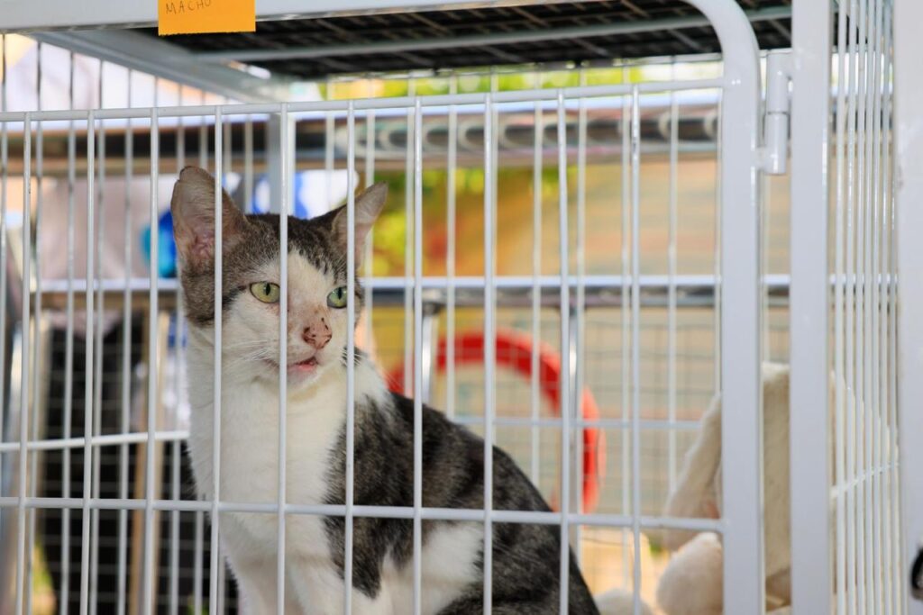 Ação da Prefeitura de Palmas incentiva a adoção responsável e o bem-estar animal – Foto Regiane Rocha