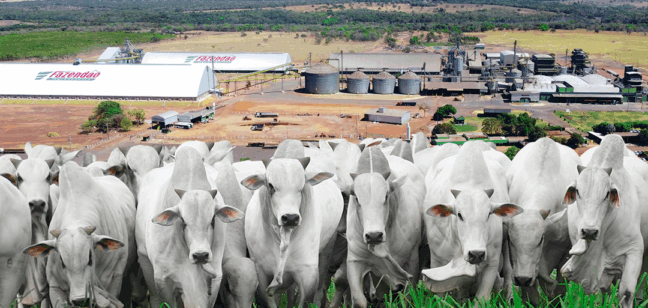 7º Leilão Nelore Fazendão será realizado pela primeira vez “em casa” e promete movimentar o mercado pecuário tocantinense
