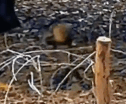 Macaco é flagrado em Taquaruçu usando pedra para quebrar coco babaçu e vídeo viraliza