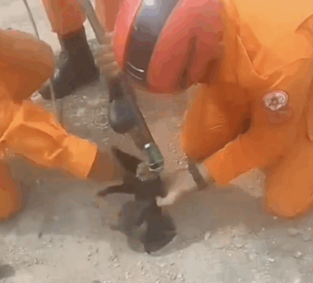 Resgate de filhote emociona internet tocantinense e viraliza nas redes sociais