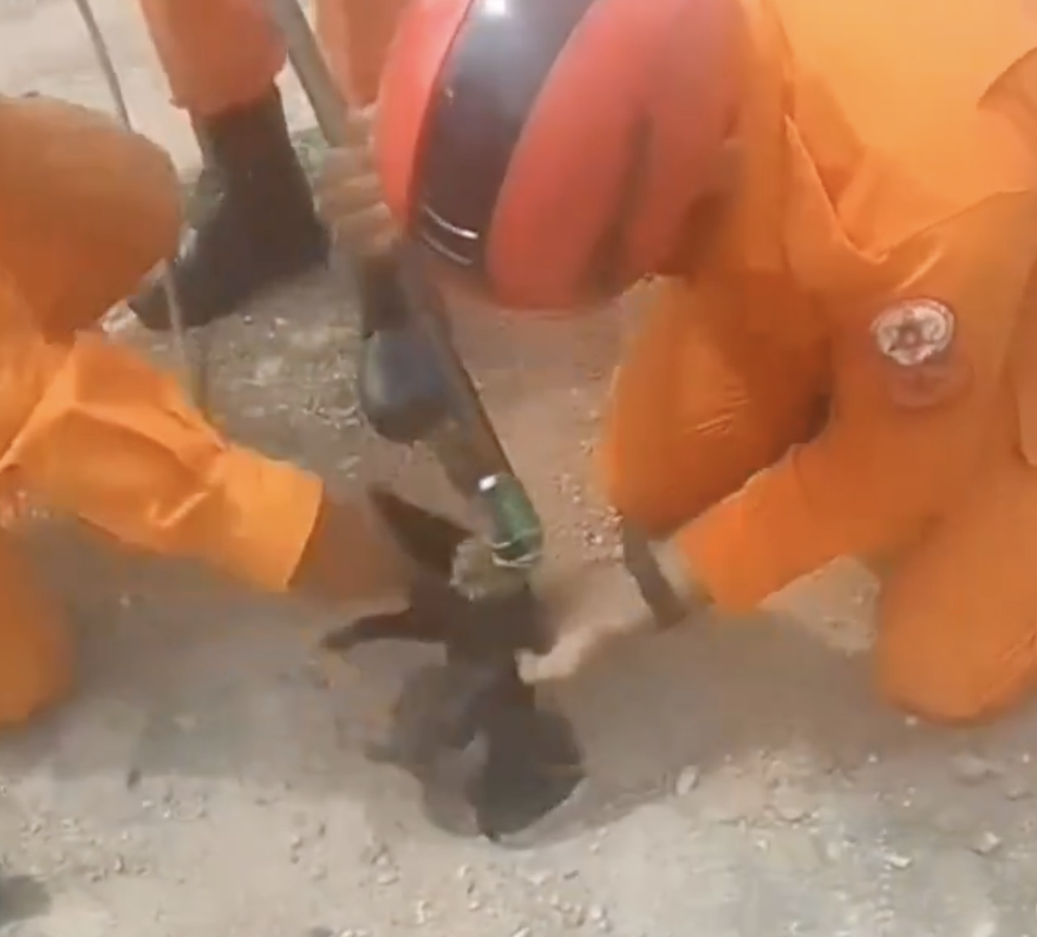 Resgate de filhote emociona internet tocantinense e viraliza nas redes sociais Resgate de filhote emociona internet tocantinense e viraliza nas redes sociais