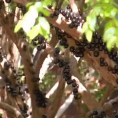 P&eacute;s de jabuticaba j&aacute; est&atilde;o carregados nos pomares &mdash; Foto: Reprodu&ccedil;&atilde;o/TV Anhanguera