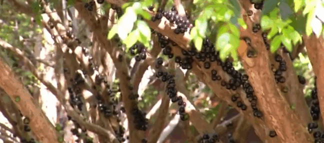 Pés de jabuticaba já estão carregados nos pomares — Foto: Reprodução/TV Anhanguera