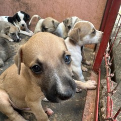 Palmas adota castração como estratégia para mais saúde e controle populacional de cães e gatos