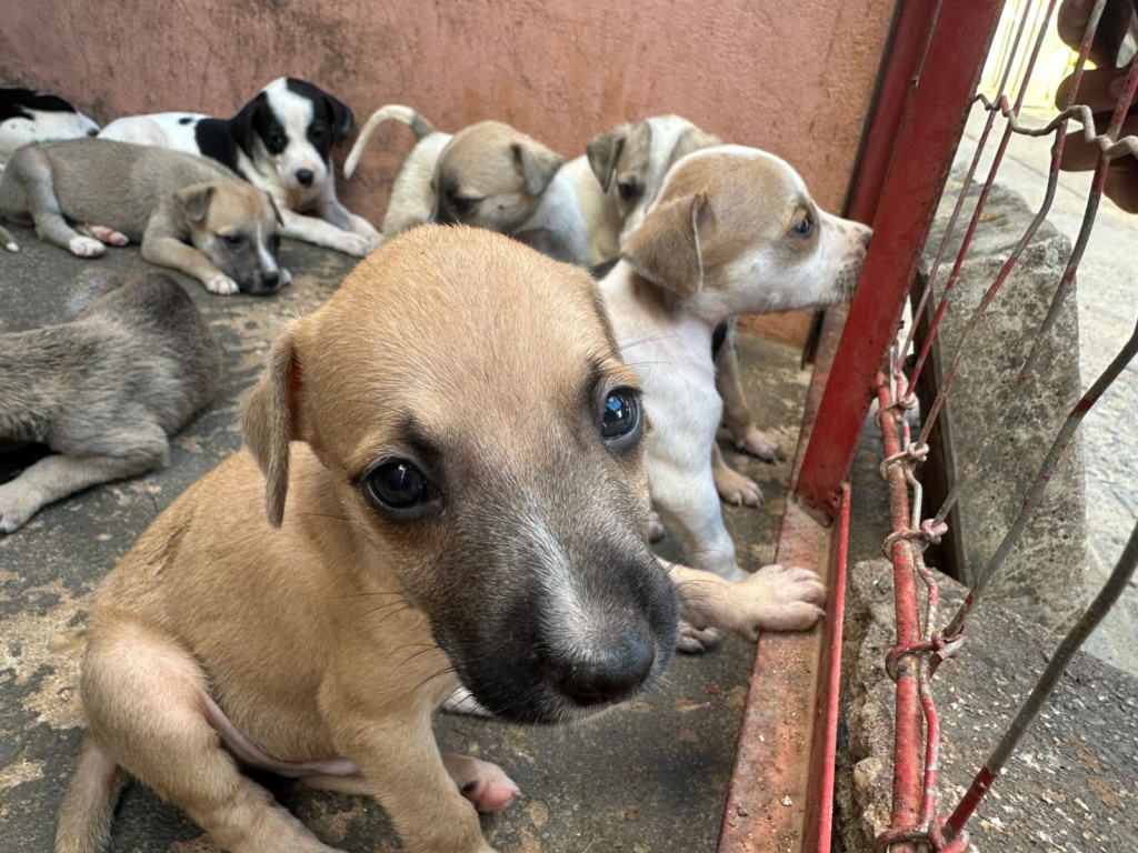 Palmas adota castração como estratégia para mais saúde e controle populacional de cães e gatos Palmas adota castração como estratégia para mais saúde e controle populacional de cães e gatos