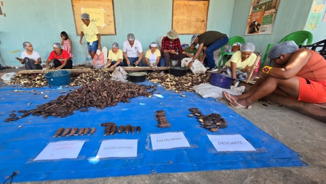 Farinhada de Jatobá em Caseara fortalece a cadeia do fruto e valoriza saberes tradicionais do Cerrado